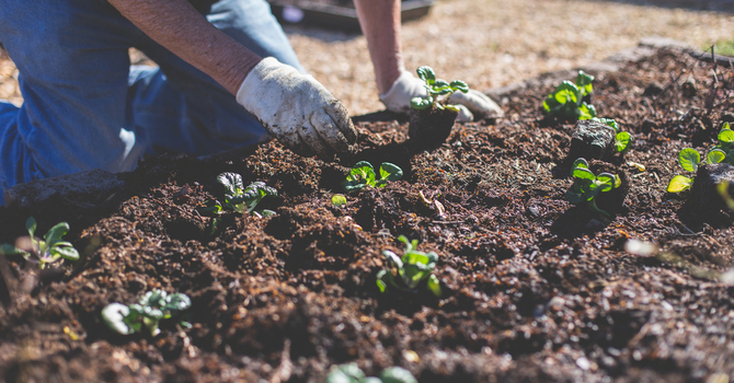 Community Garden
