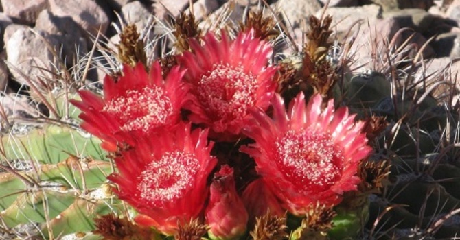 Lament: I wither away like grass