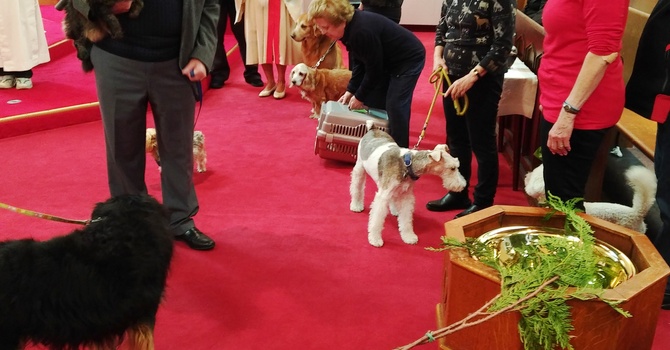 2017 St. Francis Day