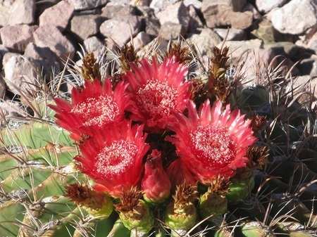 Send our Roots Rain: Praying the Psalms