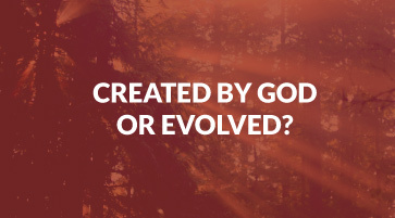 Created by God or Evolved? 