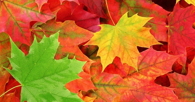 Becoming an Affirming Church image