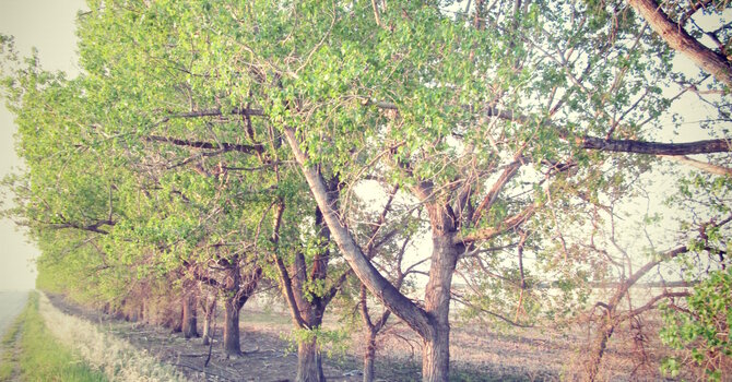 Spring Newsletter image