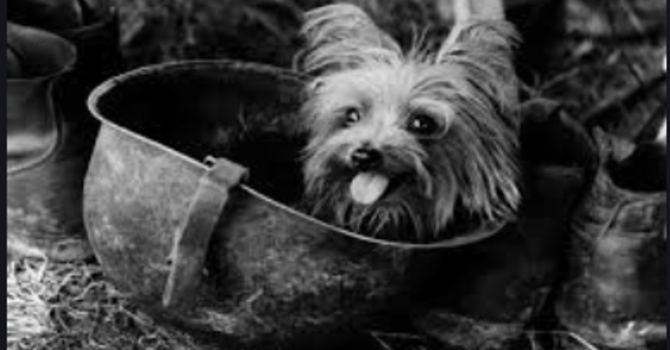 Celebrating the Human - Animal Bond