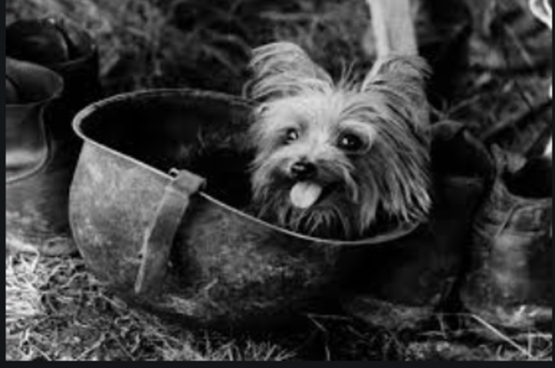 Celebrating the Human - Animal Bond