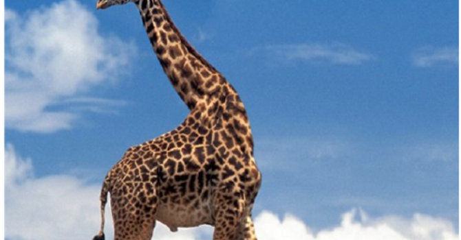 IT'S A WONDER-FULL LIFE