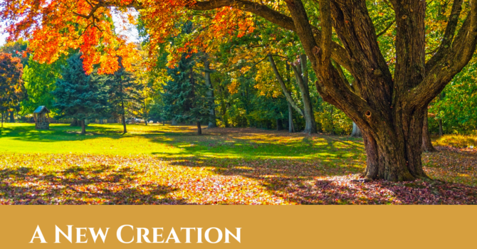 Sunday Bulletin - July 28th 2019 image