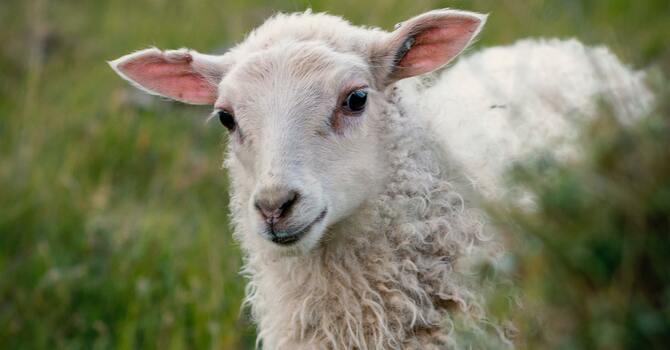 Parable of the Good Shepherd image