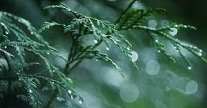 Morning Prayer image