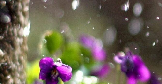 A Rainy Day Reflection  image