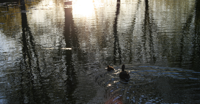 The Waters Edge image