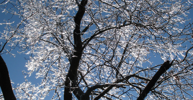 Ice Storm and the Year of the Horse image