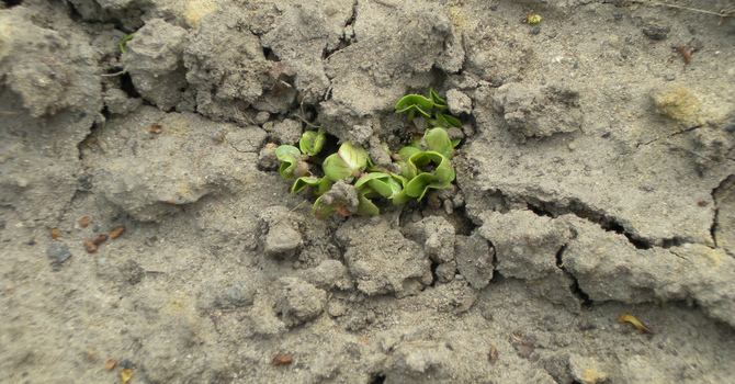 A New Life in Christ image