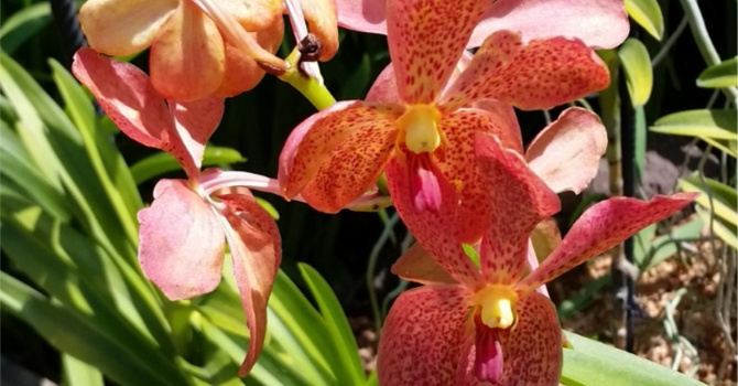 Announcements May 20, 2018 image