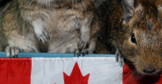 Announcements July 1, 2018 image