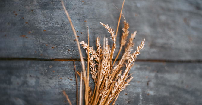 The Harvest Is Plenty