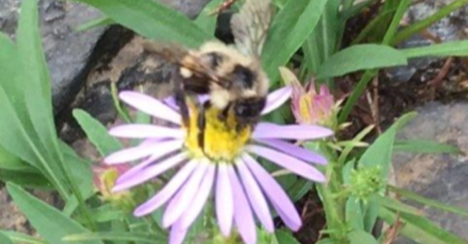 Announcements May 6, 2018 image