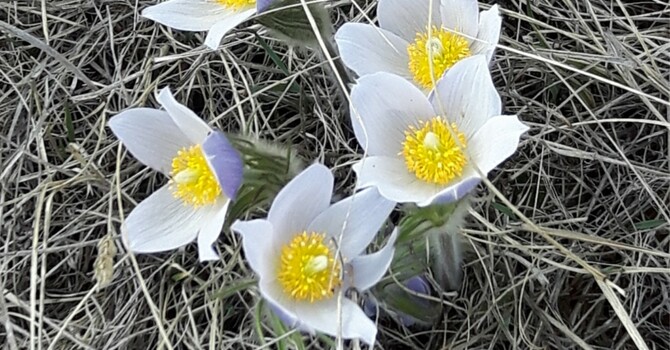 Announcements June 3, 2018 image