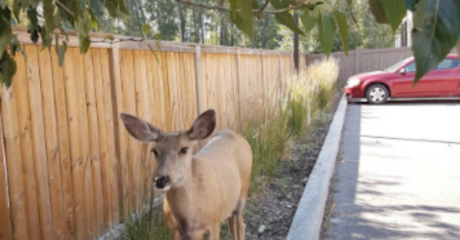 Announcements  April 22, 2018 image