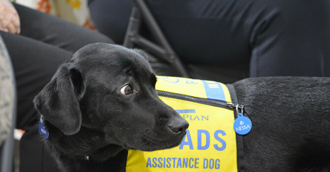 Dog days at St Agnes image