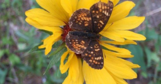 Announcements June 10, 2018 image