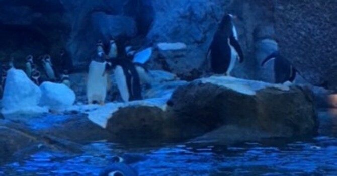 Announcements - June 9, 2019 image