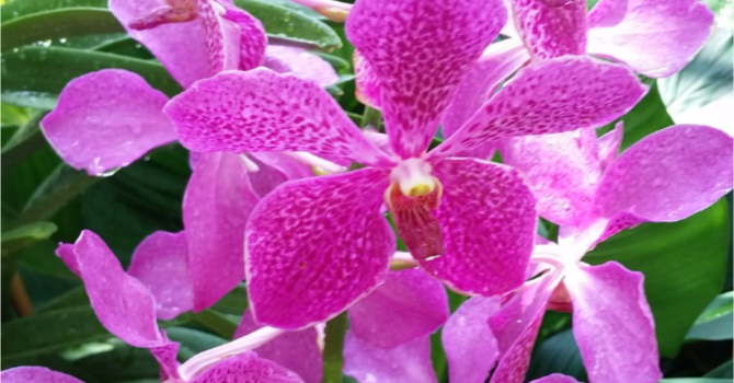 Announcements April 15, 2018 image