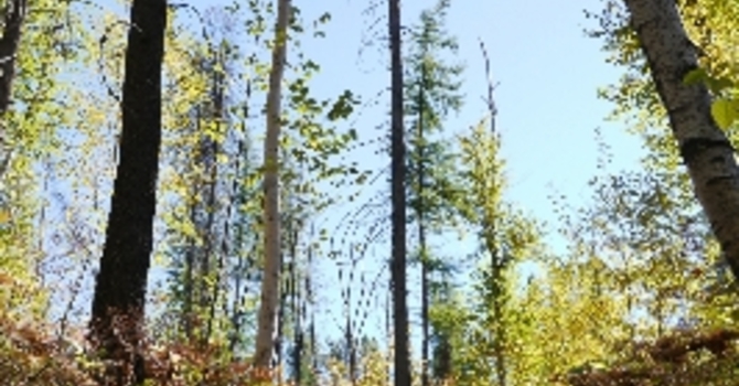 Announcements September 18, 2016 image