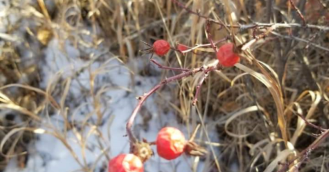 Announcements - December 9, 2018 image