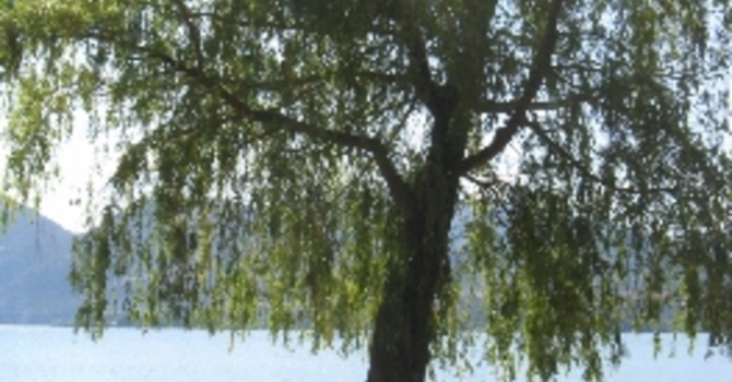 Announcements October 2, 2016 image