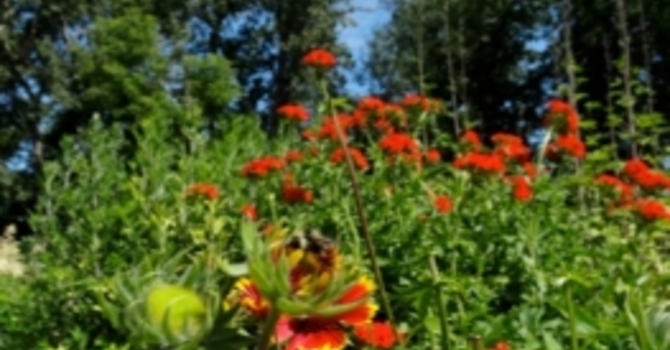 Announcements May 28, 2017 image