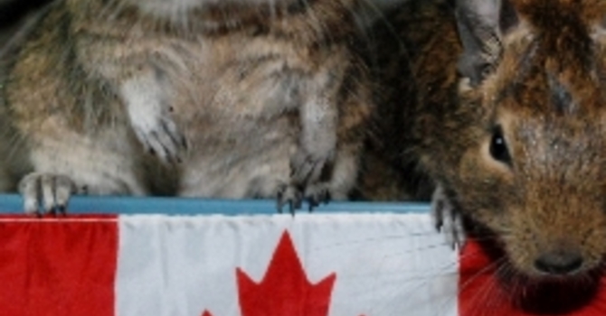 Announcements July 2,  2017 image