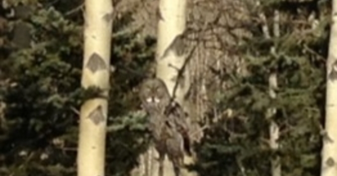 Announcements February 12, 2017 image