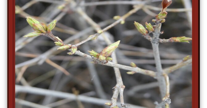 Announcements - December 8, 2019 image