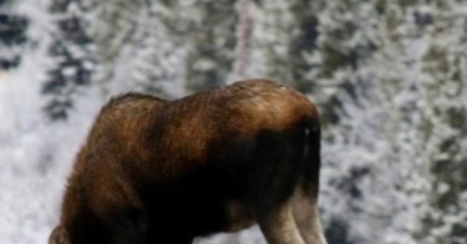 Announcements January 29, 2017 image