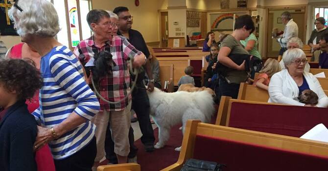 Blessing of our Pets image