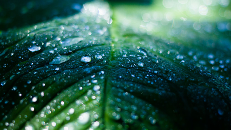 Wilderness Journey: Waiting