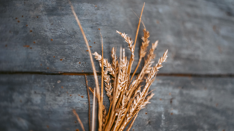 The Harvest Is Plenty