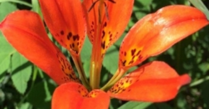 Announcements May 7, 2017 image