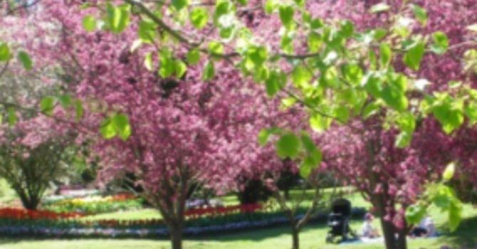 Announcements April 29, 2018 image