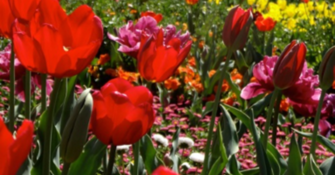 Announcements  May 27, 2018 image