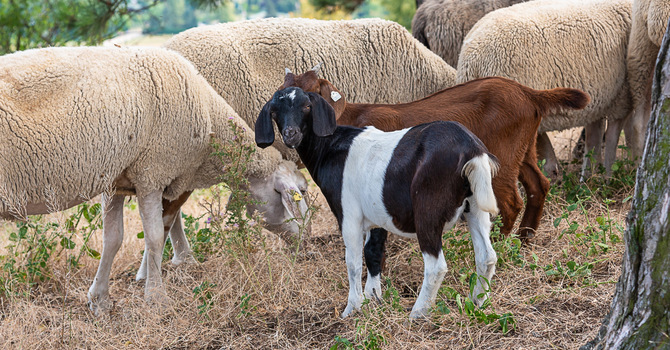 Sheep and Goats