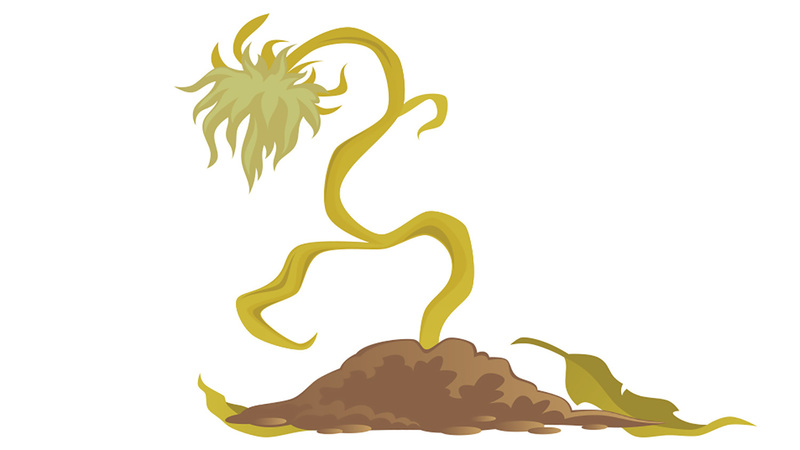 Putting God in a Plant Box