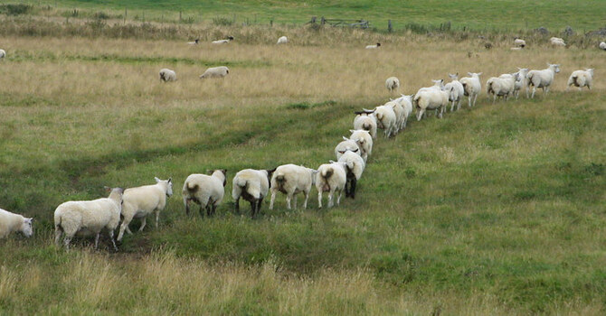 Sheep Mentality image