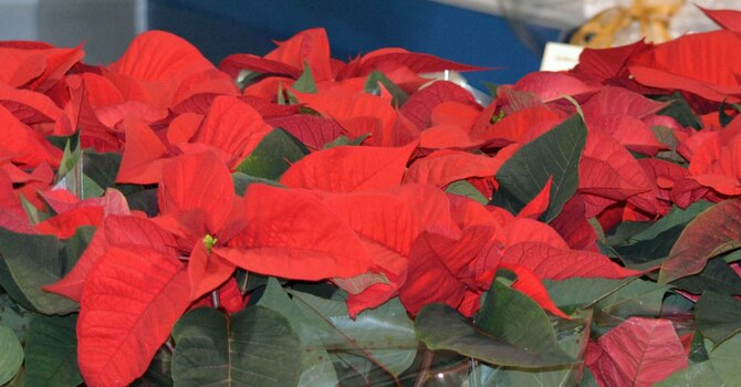 Christmas Fayre a great success image