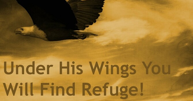 Under His Wings You Will Find Refuge!