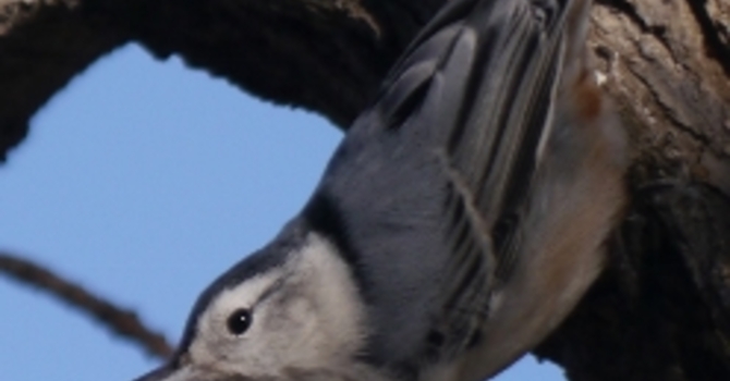 Announcements February 19, 2017 image