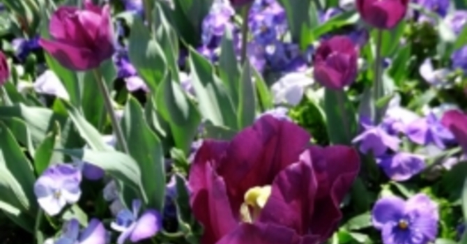 Announcements May 14, 2017 image