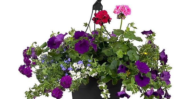 Mother's Day Flowers image