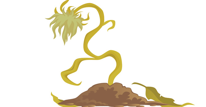 Putting God in a Plant Box